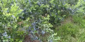 Ceny borówek 2021 z&nbsp;perspektywą na kolejny sezon