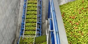 Ceny jabłek przemysłowych 2021