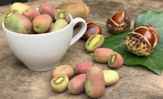 MiniKiwi - odmiana Bingo