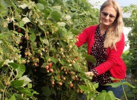 Odmiany malin - Agnieszka Orzeł