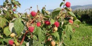 Odmiany malin – nowości o&nbsp;wysokich walorach prozdrowotnych