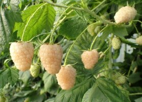 Odmiany malin - odmiana Promyk