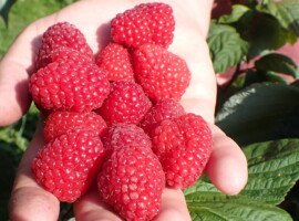 Odmiany malin - klon NR1616002