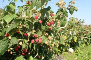 Odmiany malin - odmiana Delniwa w&nbsp;polu