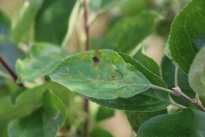 Parch jabłoni - objawy na liściach