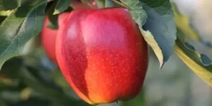 Produkcja jabłek w&nbsp;Polsce 2021 – wysokie plony i&nbsp;skandaliczne ceny skupu