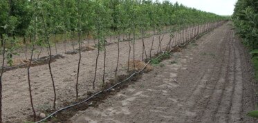 Przygotowanie podłoża pod sad jabłoniowy, gleba pod sad