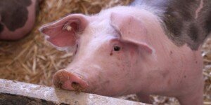 Niedochodowa produkcja żywca wieprzowego. Hodowcy skazani na straty?