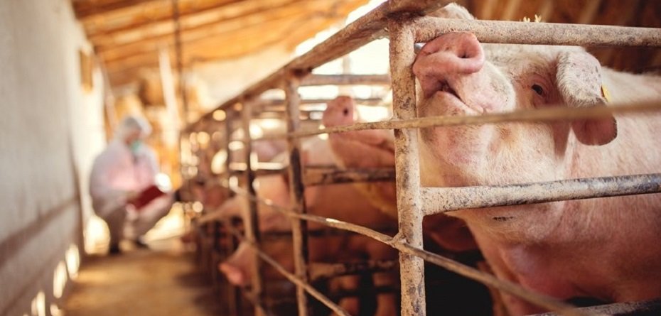 Ceny skupu świń – spadki wyhamowują. Czy sytuacja się ustabilizuje?
