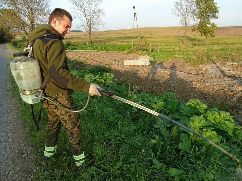 Barszcz Sosnowskiego