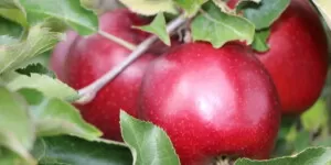Jabłoń Red Jonapince – czy nadchodzi kres odmiany?