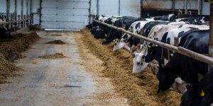 Cena mleka w skupie. Mleczarnie płacą coraz więcej