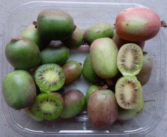 MiniKiwi - odmiany Weiki i&nbsp;Bingo