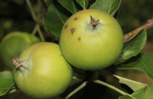 monitoring parcha jabłoni - objawy na owocach