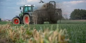 Gnojowica świńska jako materiał na nawożenie