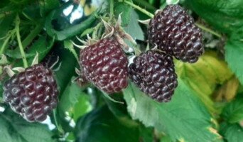 odmiany malin - Heban