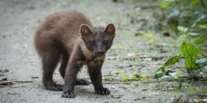 Kuna domowa na poddaszu? Rozwiąż ten problem z&nbsp;firmą Pomelac