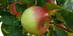 Polskie jabłka wysokiej jakości – według strategii ProNutiva