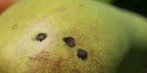 Parch gruszy – objawy, szkodliwość, monitoring i&nbsp;zwalczanie