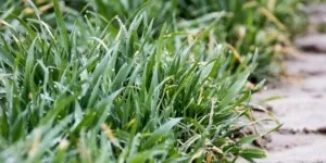 Odżywianie pszenicy ozimej mikroelementami – przygotowanie do zimy