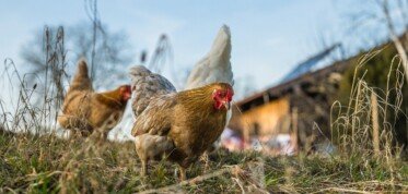 Kolejne ogniska grypy ptaków