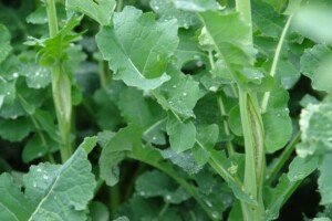 Agrofakt - Nawożenie rzepaku azotem