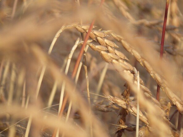 Aktualności rolnicze- Dopłaty do materiału siewnego 2022
