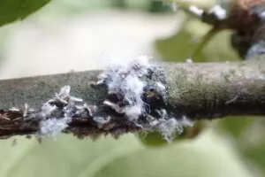 Bawełnica korówka na jabłoni