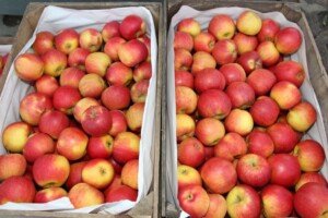 Ceny jabłek deserowych