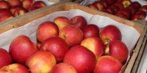 Ceny jabłek deserowych w skupie