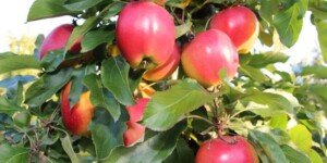 Ceny jabłek Gala – jak kształtują się na krajowym rynku?