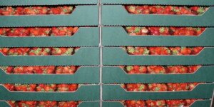 Eksport polskiej żywności. Jak wyglądają statystyki?