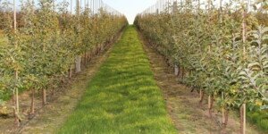 Rodzaje gleb – czym się kierować wybierając stanowisko?