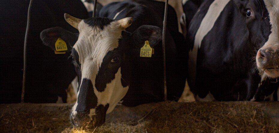 Rynek mleka w 2021 r. Producenci są pełni obaw. Dowiedz się więcej!