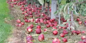 Kryzys jabłkowy w&nbsp;Wielkiej Brytanii kolejnym skutkiem Brexitu