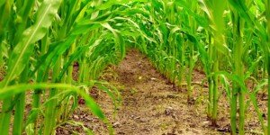 Wybór odpowiedniej odmiany kukurydzy na ziarno