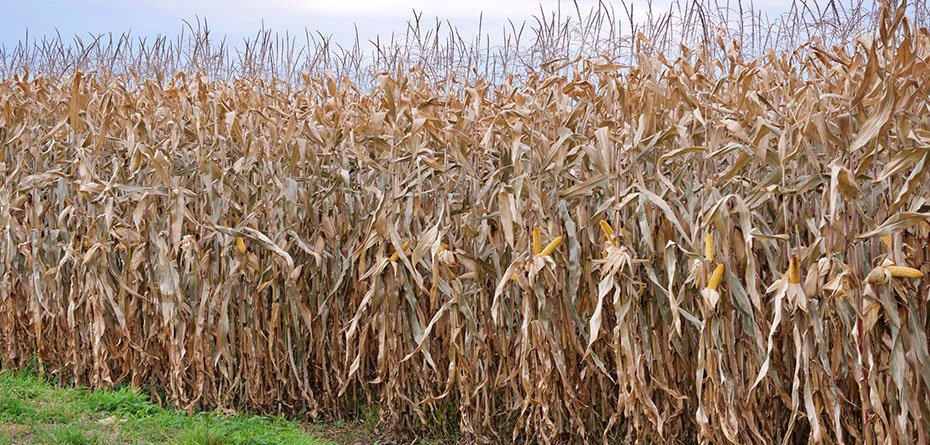 Odmiany kukurydzy na ziarno – najoszczędniejsze w obecnych realiach!
