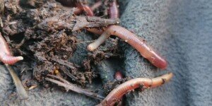 Do kiedy nawozy naturalne w 2021 roku? Sprawdź!