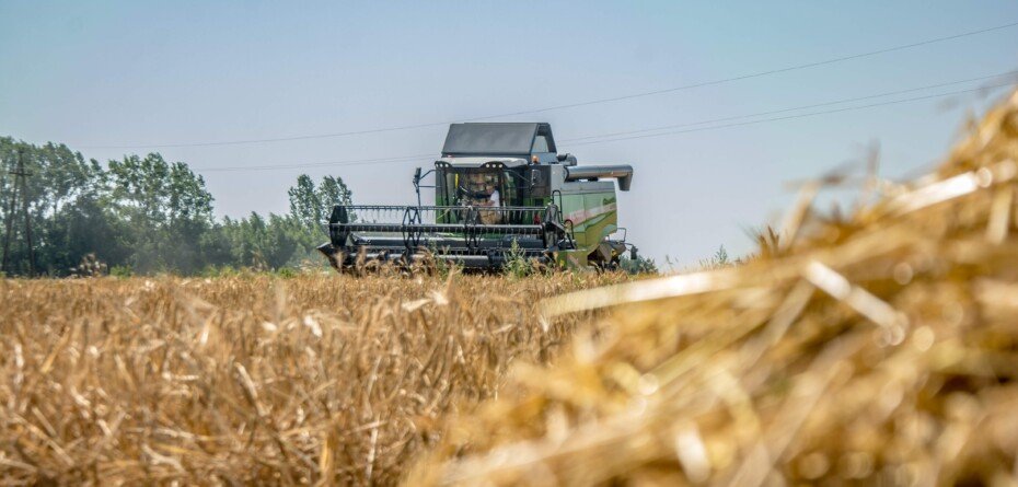 Wzrost cen zbóż – kto na tym straci najbardziej? Sprawdź!