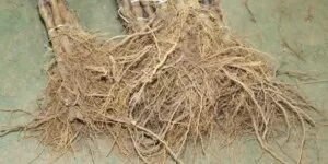 Podkładki dla jabłoni — podział, wymagania, wpływ podkładki na odmianę