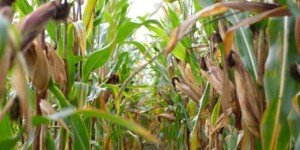 Program Hydraneo – poznaj jego zalety w&nbsp;uprawie kukurydzy!