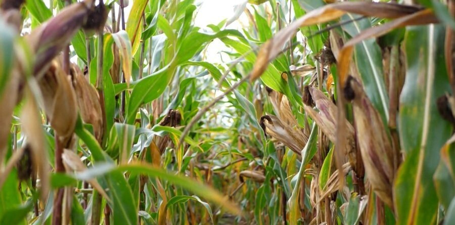 Program Hydraneo – poznaj jego zalety w uprawie kukurydzy!
