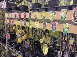 Silesia plants
