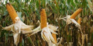 Odmiany kukurydzy od firmy Agrii Polska – poznaj ofertę na rok 2022!