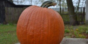 Zbiory dyni okazały się udane? Dowiedz się więcej!