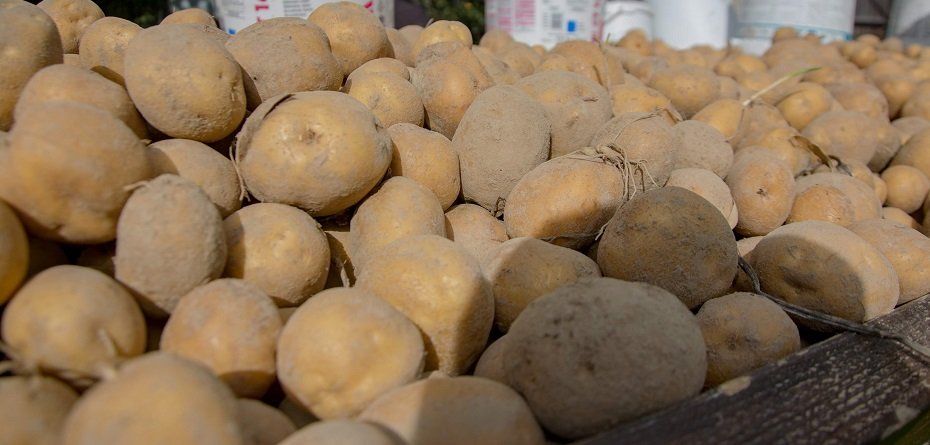 Nowe przepisy dla producentów ziemniaków od 2022 r.