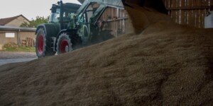 Czy ceny zbóż wzrosną? Warto dalej przechowywać ziarno?