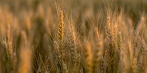 Ceny zbóż na krajowym rynku nadal wysokie – sprawdź!