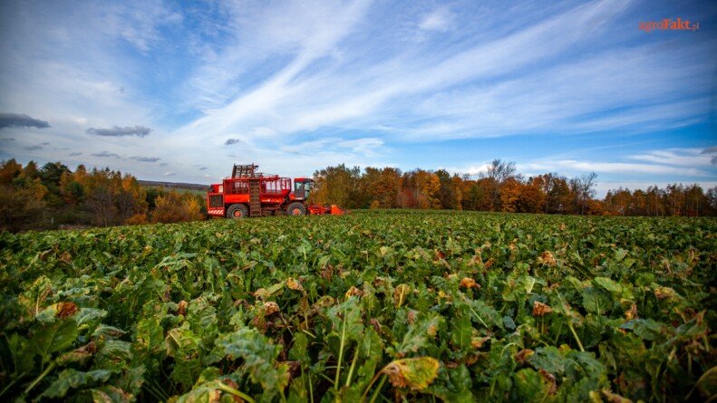Agrofakt- Producenci buraków cukrowych