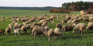 Obowiązkowy spis zwierząt gospodarskich tylko do końca roku